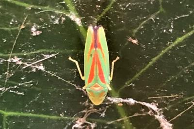 <i>Graphocephala fennahi</i>