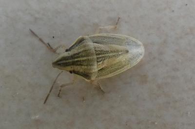<i>Aelia acuminata</i>
