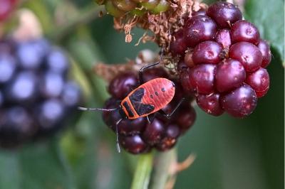 <i>Pyrrhocoris apterus</i>