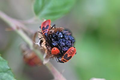 <i>Pyrrhocoris apterus</i>