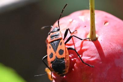 <i>Pyrrhocoris apterus</i>