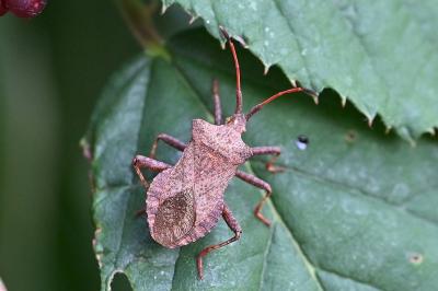 <i>Coreus marginatus</i>