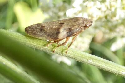<i>Aphrophora alni</i>