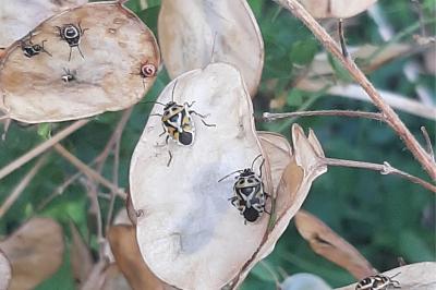 <i>Eurydema ornata</i>