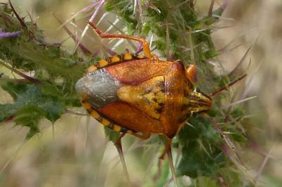 <i>Carpocoris purpureipennis</i>