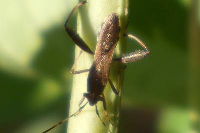 <i>Camptopus lateralis</i>