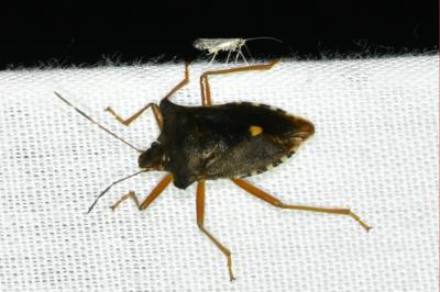 <i>Pentatoma rufipes</i>