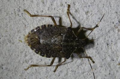 <i>Halyomorpha halys</i>