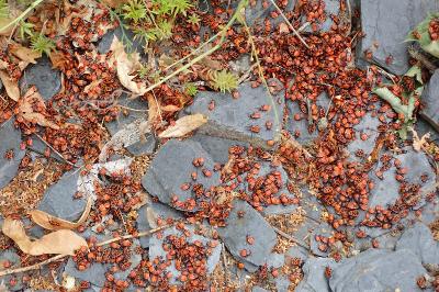 <i>Pyrrhocoris apterus</i>