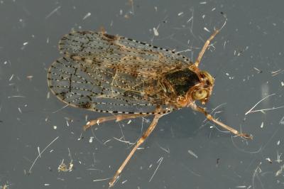 <i>Cixius</i>