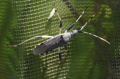 <i>Dicranocephalus albipes</i>
