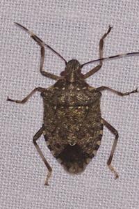 <i>Halyomorpha halys</i>