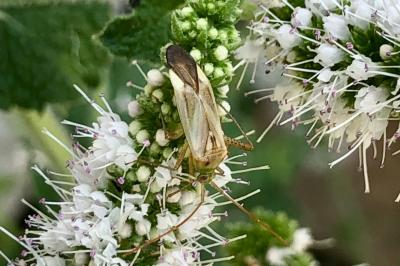 <i>Adelphocoris</i>