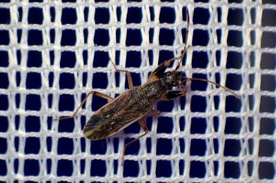 <i>Paraparomius leptopoides</i>