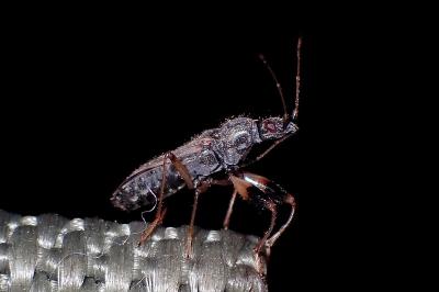 <i>Paraparomius leptopoides</i>
