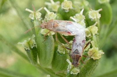 <i>Liorhyssus hyalinus</i>