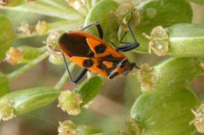 <i>Corizus hyoscyami</i>