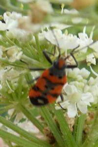 <i>Lygaeus equestris</i>