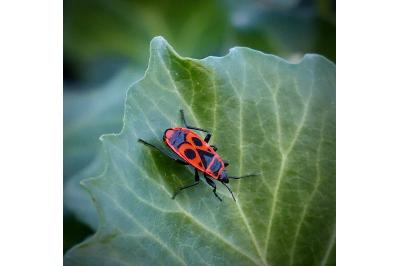 <i>Pyrrhocoris apterus</i>