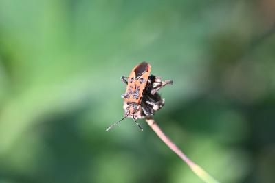 <i>Corizus hyoscyami</i>