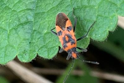 <i>Corizus hyoscyami</i>