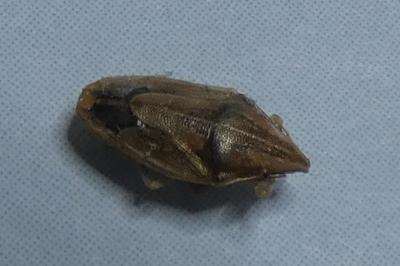 <i>Aelia acuminata</i>
