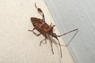 <i>Leptoglossus occidentalis</i>