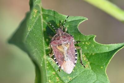 <i>Dolycoris baccarum</i>