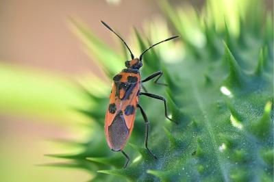 <i>Corizus hyoscyami</i>