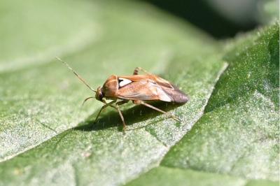<i>Lygus pratensis</i>