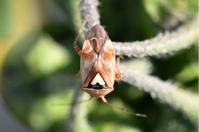 <i>Lygus pratensis</i>