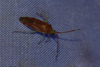 <i>Pantilius tunicatus</i>