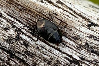 <i>Geotomus</i>