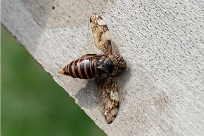 <i>Philaenus spumarius</i>