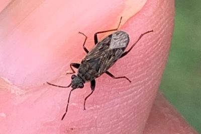 <i>Peritrechus gracilicornis</i>