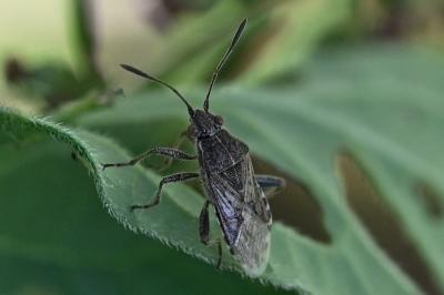 <i>Stictopleurus punctatonervosus</i>