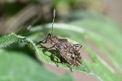 <i>Stictopleurus punctatonervosus</i>