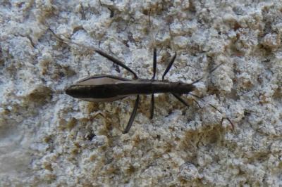<i>Micrelytra fossularum</i>