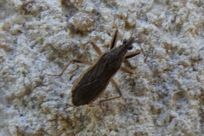 <i>Himacerus major</i>