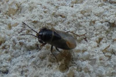 <i>Geocoris megacephalus</i>
