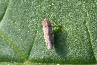 <i>Psammotettix</i>