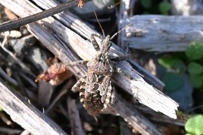 <i>Coranus griseus</i>