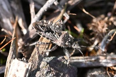 <i>Coranus griseus</i>
