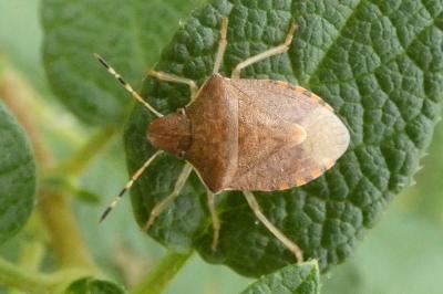 <i>Peribalus strictus</i>