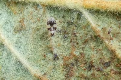 <i>Stephanitis pyri</i>
