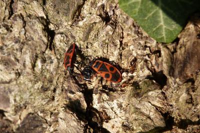 <i>Pyrrhocoris apterus</i>