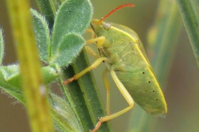 <i>Piezodorus lituratus</i>