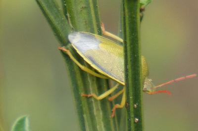 <i>Piezodorus lituratus</i>