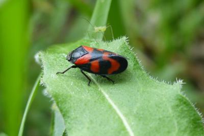 <i>Cercopis vulnerata</i>