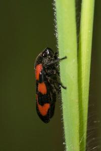 <i>Cercopis vulnerata</i>